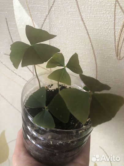 Оксалис кислица цветок любви