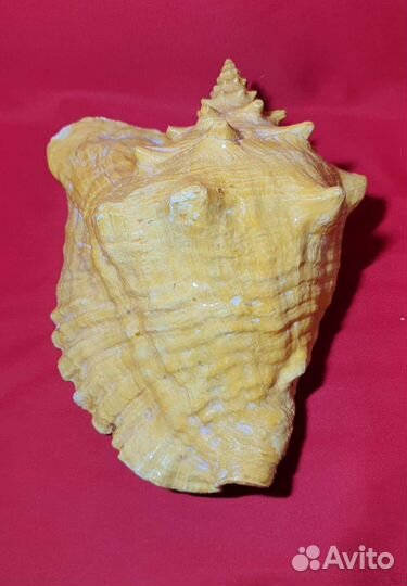 Морские раковины