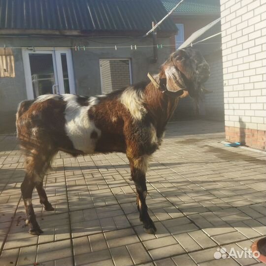 Козы и козёл нубийские