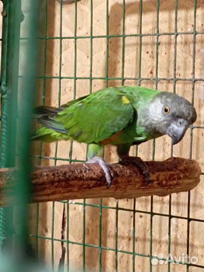 Попугай амазон и сенегалы