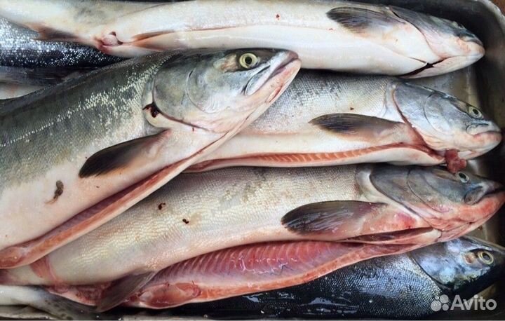 Рыба и морепродукты