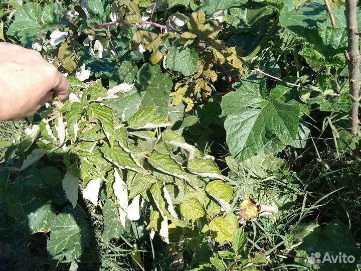 Малиновое дерево таруса