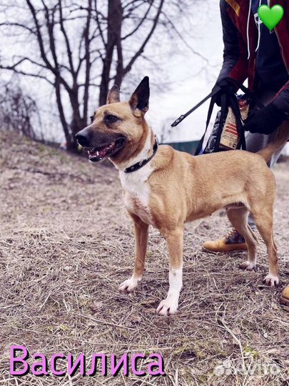 Собака из приюта. Василисе очень нужен дом