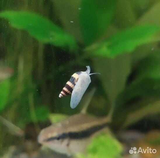 Улитка хелена