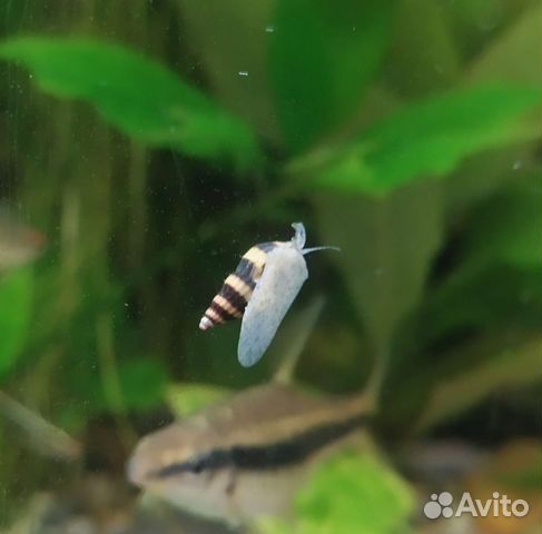 Улитка хелена