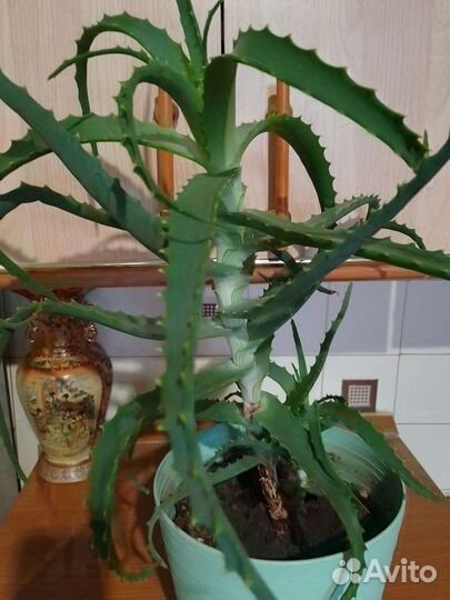 Алоэ лечебный