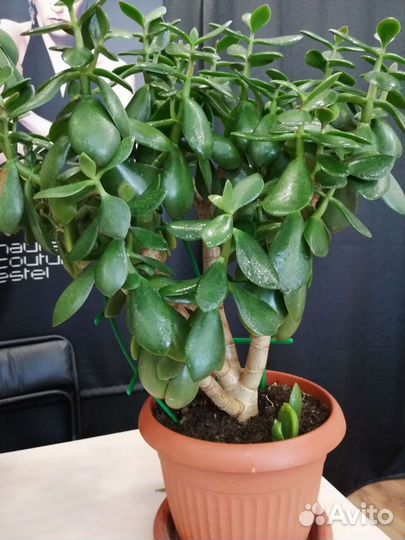 Крассула толстянка