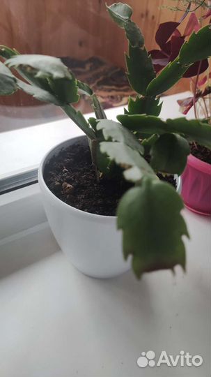 Комнатные растения