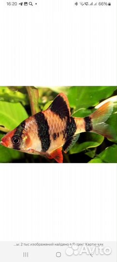 Аквариумные рыбки