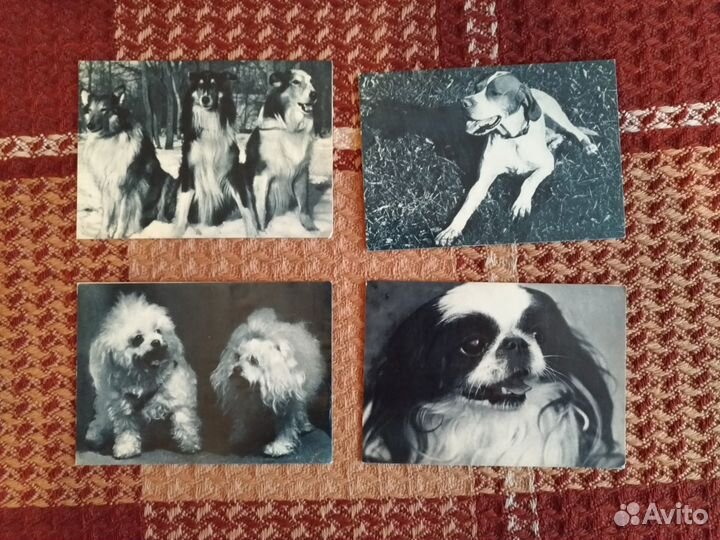 Открытки собак. СССР 1969 г