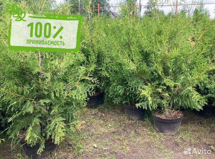 Саженцы Туя Брабант 140-160 см с доставкой
