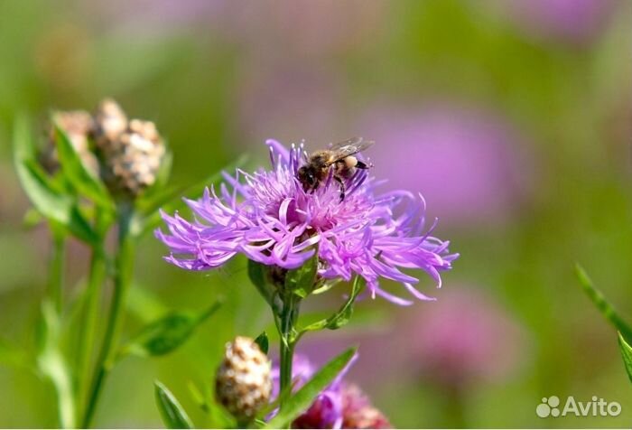 Мёд из Алтая опт