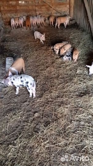 Хрюшки поросята