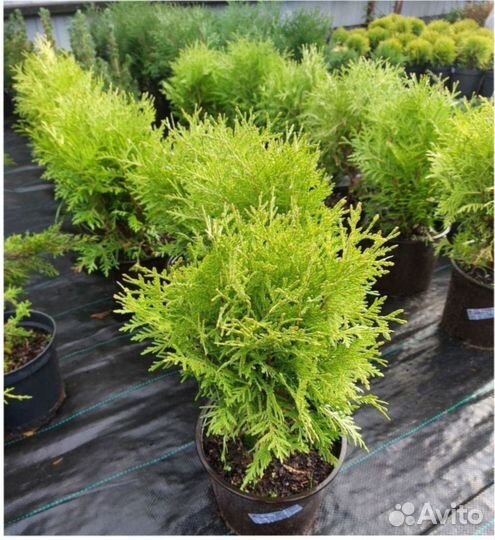 Ель голубая кедр Саженец Сосны горной туя можжевел