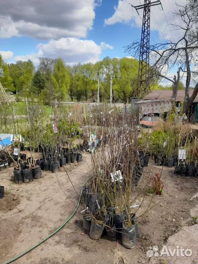 Плодовые деревья д. пущино