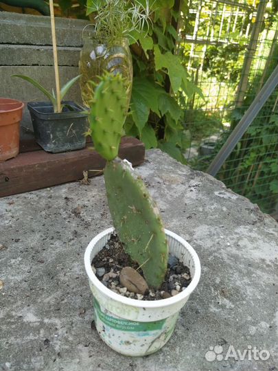 Кактус опунция (крымский)