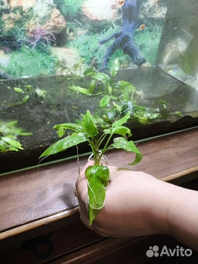 Аквариумное растение