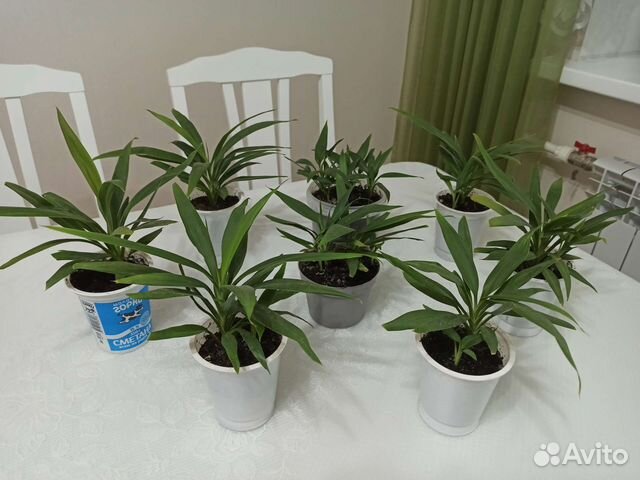 Драцена, Юкка