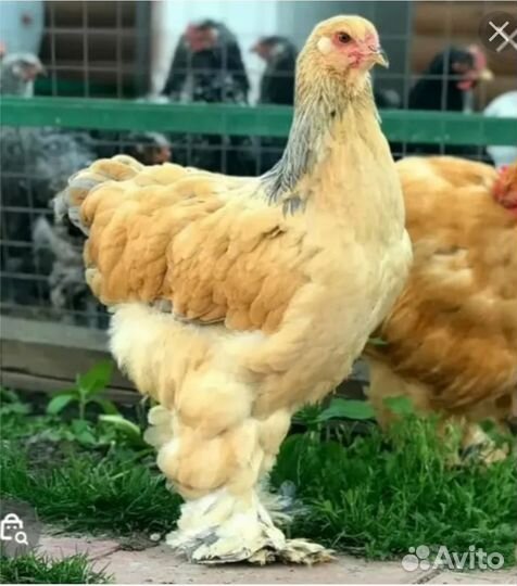 Петух брама колумбийская