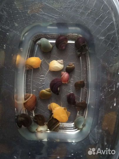 Улитки аквариумные