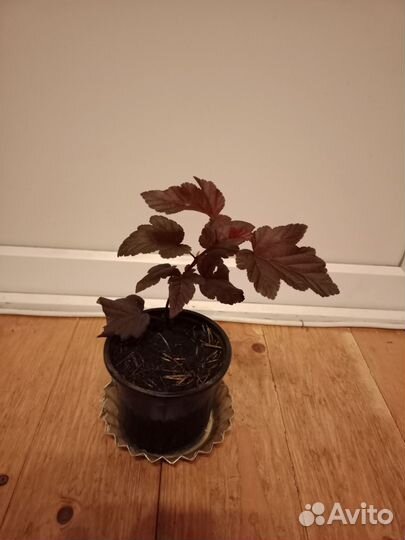 Пузыреплодник Леди ин Ред