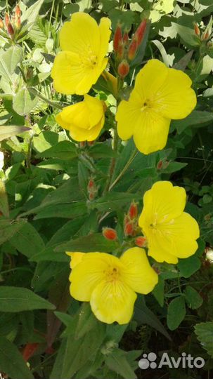 Многолетники из собственного сада 4