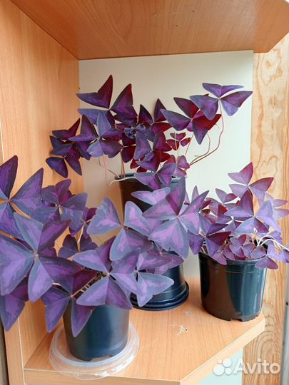 Оксалис - кислица