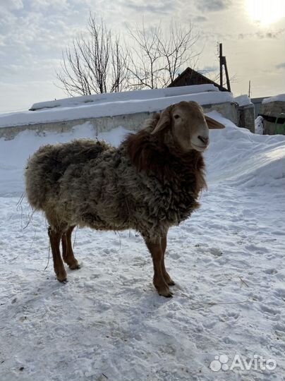 Курдючные бараны