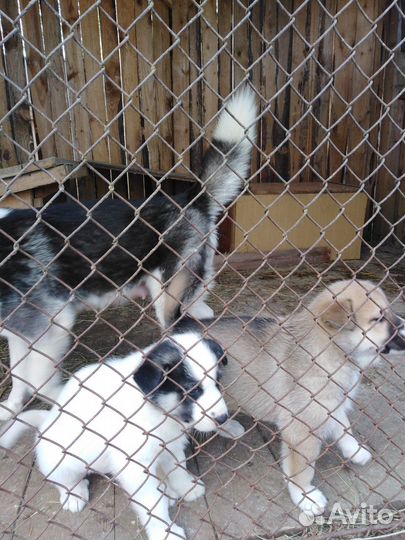 Щенки помесь