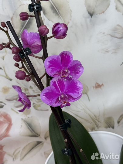Орхидея фаленопсис
