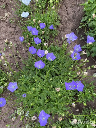 Колокольчик карпатский