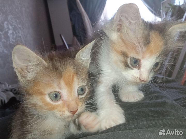 Котята в добрые руки бесплатно