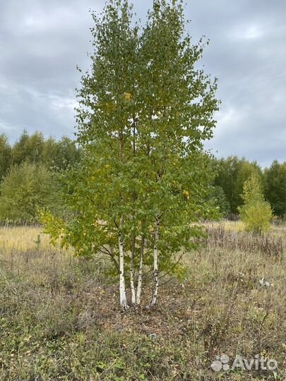 Ель сосна береза липа обыкновенная оптом саженцы