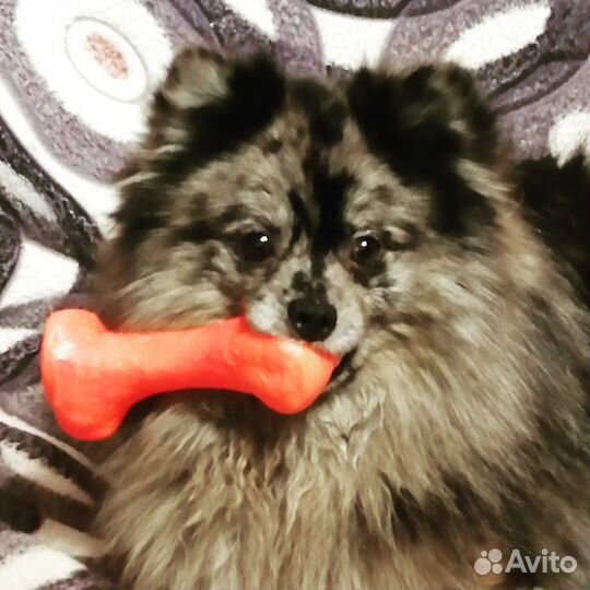 Щенки немецкого шпица