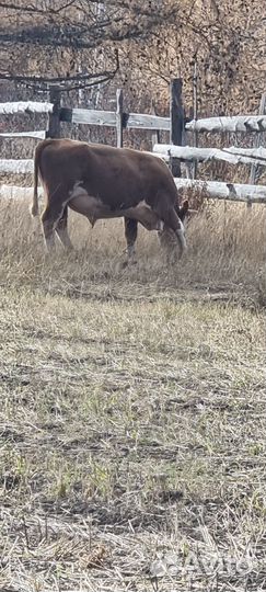 Быки 300+ в Респ Алтай