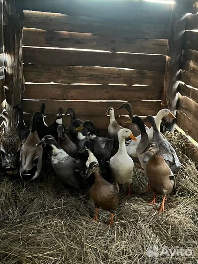 Утки индийский бегунок, индоутки