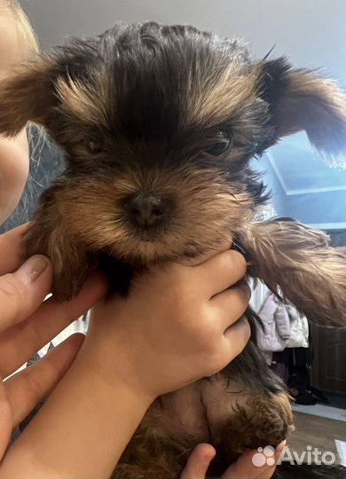 Йоркширский терьер мини