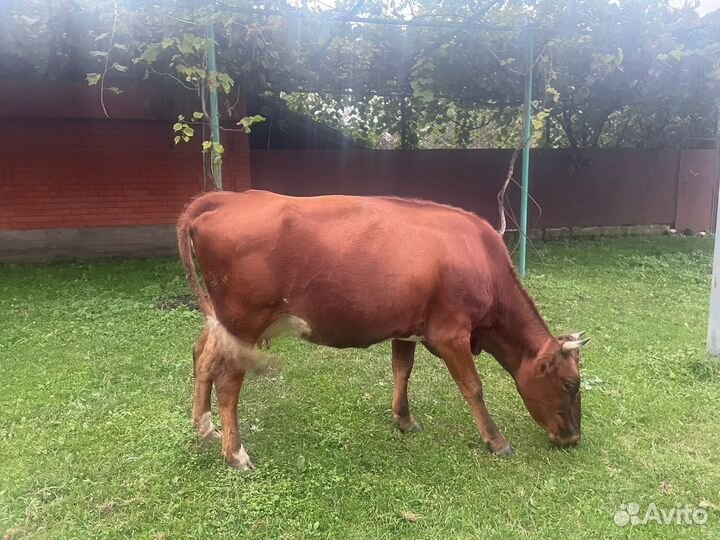 Бычок, телка, коровы