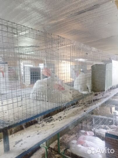 Клетка для кролика