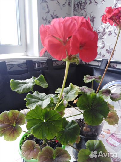 Пеларгония