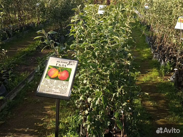 Саженцы Яблони Гала (осенний)