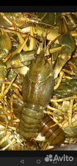 Живые раки(вареные) креаетки