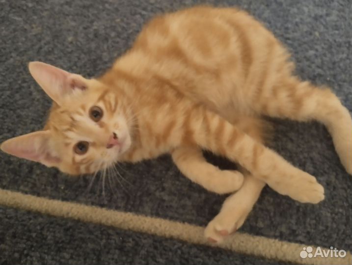 Котята курильский бобтейл