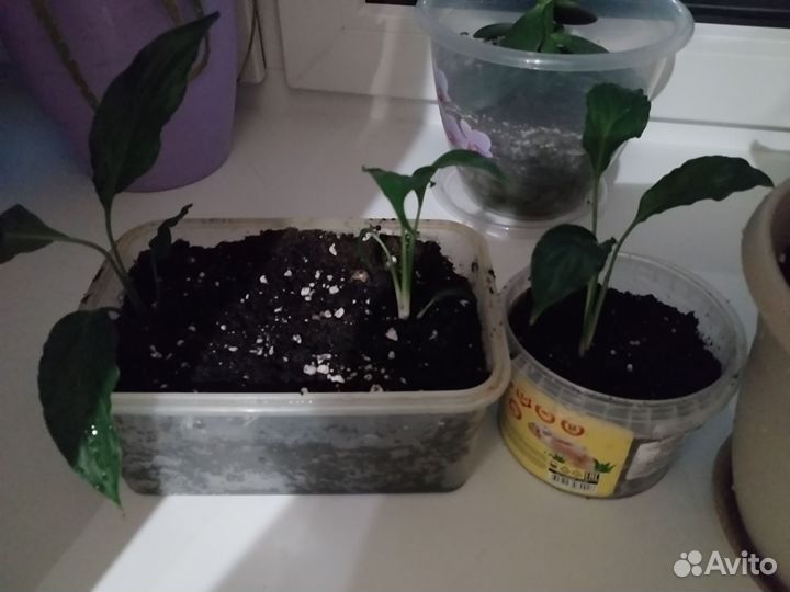 Спатифиллум(женское счастье)