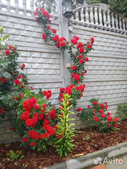 Кора сибирской лиственницы мульча