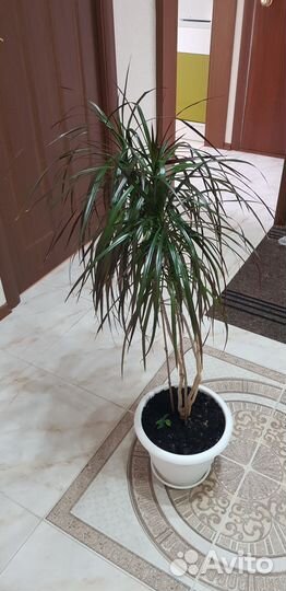 Комнатные цветы драцена