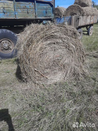 Сено в рулонах в с. Большеокинское