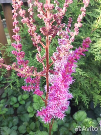 Многолетники садовые