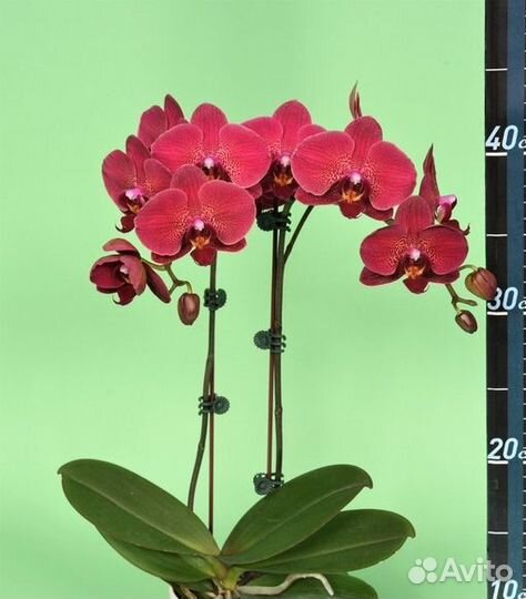 Орхидея Phal. Asian King YH07102