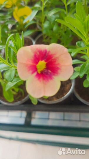 Продам укоренённые черенки Калибрахоа